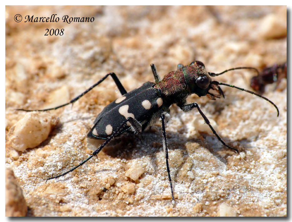 Cassolaia maura, piccola Cicindela per un grande romano
